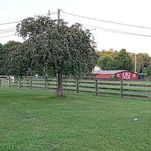 The Ponderosa