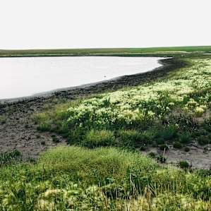 This lake is on the farm! The prairie grasses have a wonderful aroma.
