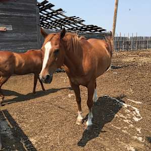 We loved seeing their horses too.