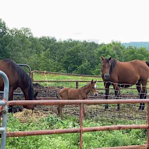 ALL-STAR HORSE CAMP HILL; Unique!