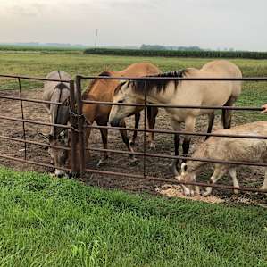 Pasture animals