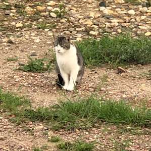 Friendliest cat ever