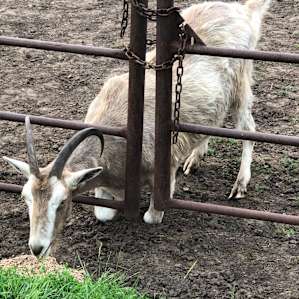 Cool goat