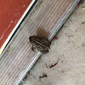 Big ole frog