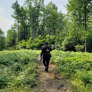 Woodland Grove Camping