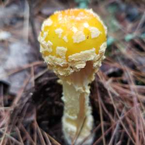 Woodland Grove Camping