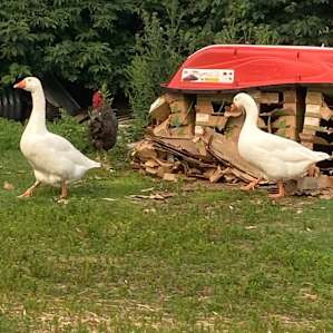Farm, With Everything. All Welcome.