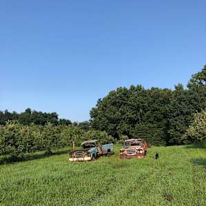 Organic Apple Orchard and Farm