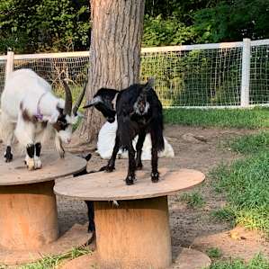 Goats vying for the highest point.