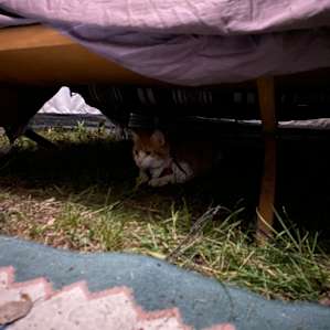 Our cat Loki approved the stay! He loved camping here!