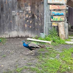 Friendly Peacock