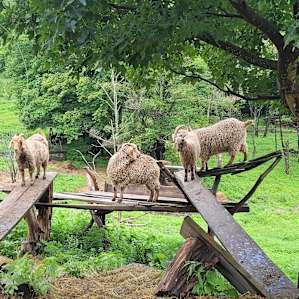 Cute goats