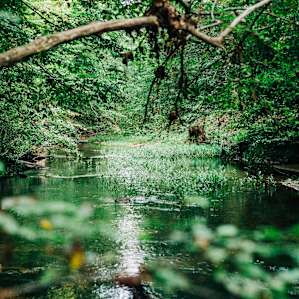 The view of the creek by the tent.