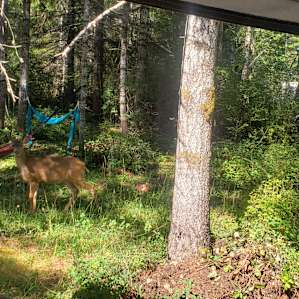 Young buck out our camper window, by the hammocks.