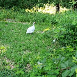Free range guinea fowl