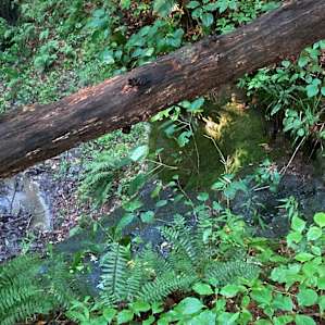 The ravine