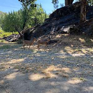 Friendly resident goats!