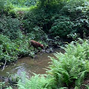 Dogs love the creek area