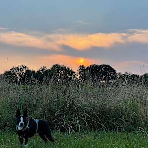 Meadow Camping