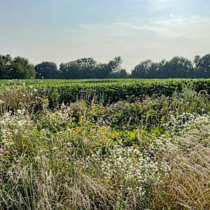 Meadow Camping