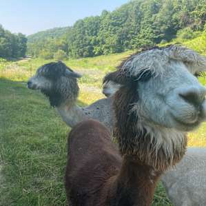 Willow Creek - camp with alpacas