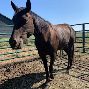 SLR Horse Hotel