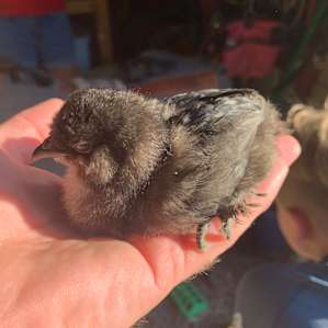 Baby chicken from their farm.