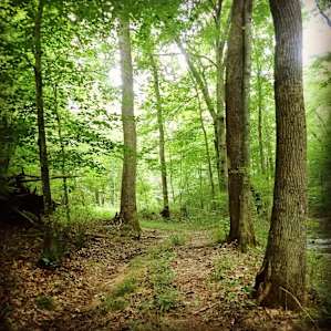 The woods behind our campsite