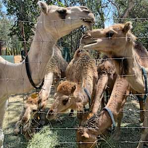 These are the camels you camp with!