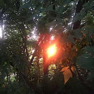 A glimpse of the sunset through the trees by our camping spot.