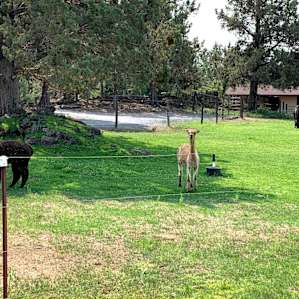 Neighbors!