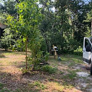 Coastal Oaks