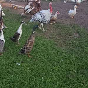The animals 😊