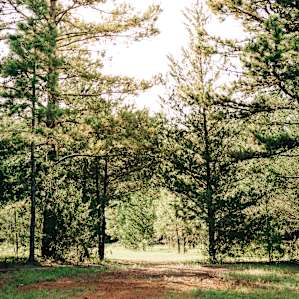 This little arch of trees separates the two clearings from each other.