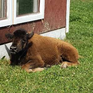 Rosie the bison!