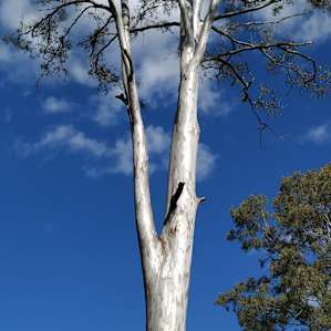 Westcloud Free Range Campsites