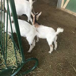 Glamping with the Goats at our Farm