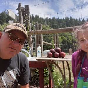 Our our youngest granddaughter really enjoy picking fruit in the orchard. There are also lots of wild blackberries to be harvested.