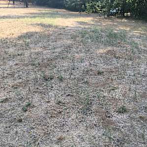 Field of yellow star thistle
