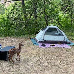 Cow Creek Camp