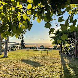 View through the vine