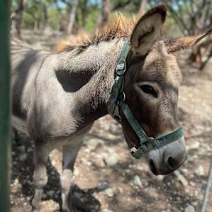 Donkey