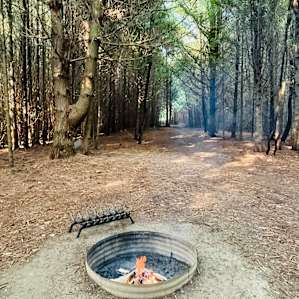 Wicklow Woods