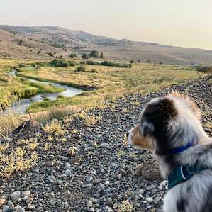 Pup sees some sheep across the street