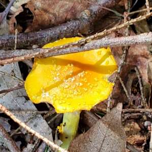 So many amazing gems along the forest trails ❤