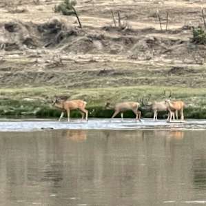 Nightly antelope crossing.