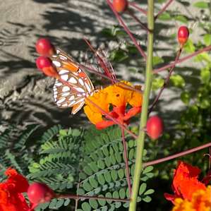 Butterfly on the porch