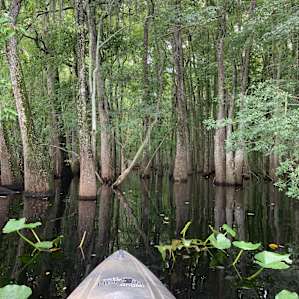 Paddling the Suwanee River from Manatee Springs