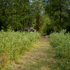 The blueberry fields that surround the sites.