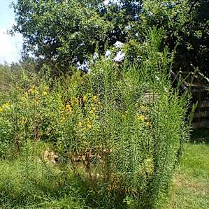Medical Marijuana Friendly Farm OKC